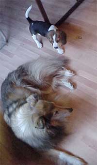 Hjalfdan together with the Collie Karina at 9 weeks of age