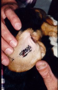 Der tatoveres et nummer i hundens re, s den er identifiserbar fremover