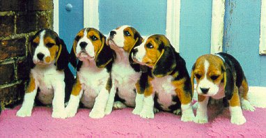 RED BARON LITTER