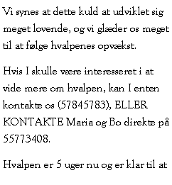 Tekstboks: Vi synes at dette kuld at udviklet sig meget lovende, og vi glder os meget til at flge hvalpenes opvkst.Hvis I skulle vre interesseret i at vide mere om hvalpen, kan I enten kontakte os (57845783), ELLER KONTAKTE Maria og Bo direkte p 55773408.Hvalpen er 5 uger nu og er klar til at 