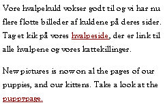 Tekstboks: Vore hvalpekuld vokser godt til og vi har nu flere flotte billeder af kuldene p deres sider. Tag et kik p vores hvalpeside, der er link til alle hvalpene og vores kattekillinger.New pictures is now on al the pages of our puppies, and our kittens. Take a look at the puppypage.